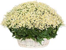 Цветочная композиция из Ромашки в корзине #REPLACE_PRED# Донском Ставропольского края